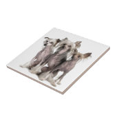 Chinese Crested Fliese (Seite)