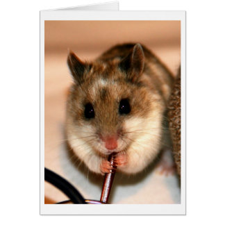 Chinese Dwaf Hamster