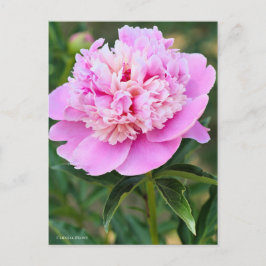 Chinese Peony [Postcard] ポストカード Postkarte