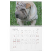 Chinese Shar Pei 15-monatig Kalender (Feb 2027)