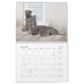 Chinese Shar Pei 15-monatig Kalender (Jan 2027)