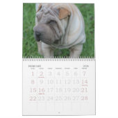 Chinese Shar Pei 15-monatig Kalender (Feb 2026)