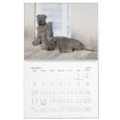 Chinese Shar Pei 15-monatiger Kalender (Jan 2027)