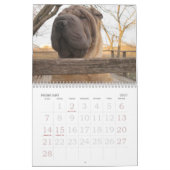 Chinese Shar-pei Kalender (Feb 2027)