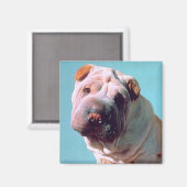 Chinese Shar-Pei Magnet (Vorderseite/Rückseite)