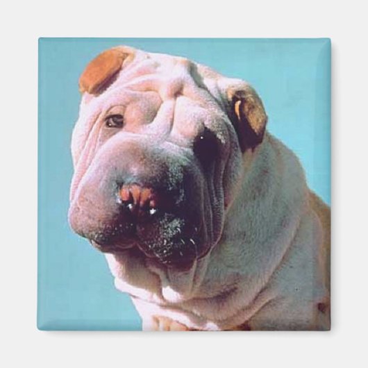 Chinese Shar-Pei Magnet (Vorne)