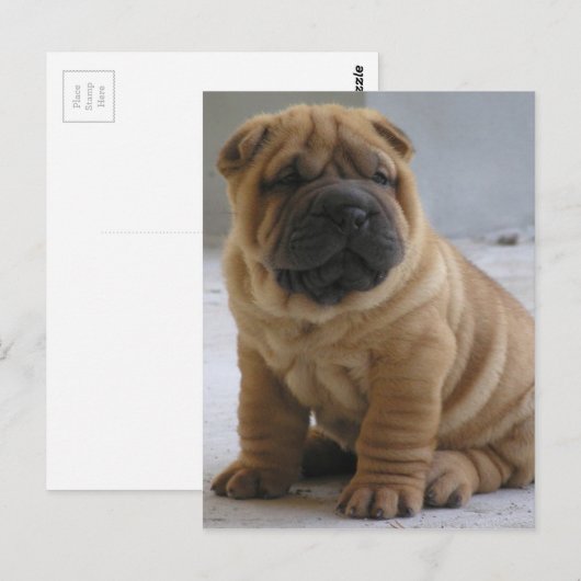 Chinese Shar Pei Postkarte (Vorne/Hinten)