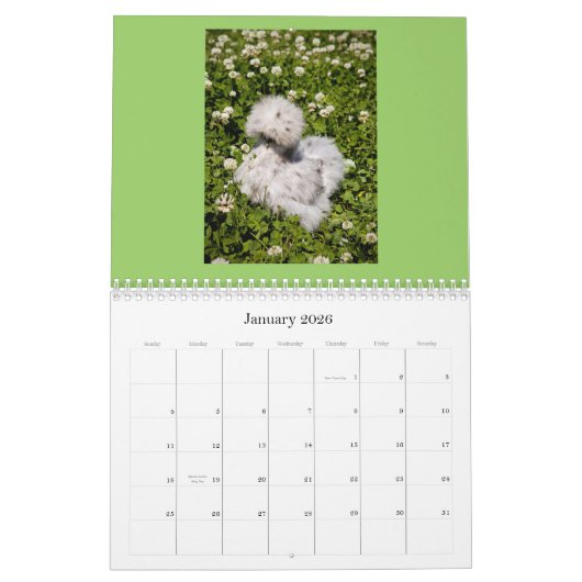 Chinese Silkie u. Revuegirl-Kalender Kalender (Jan 2026)