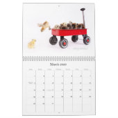 Chinese Silkie u. Revuegirl-Kalender Kalender (Mär 2026)