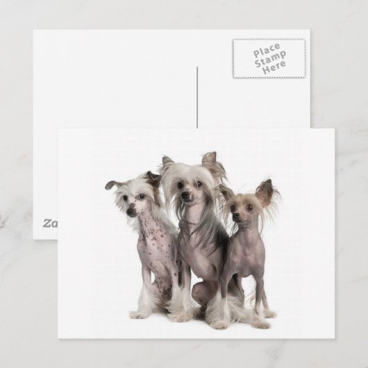 Chinesisch beglaubigt postkarte (Vorne/Hinten)