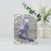 Chinesisch-Crested-Hund-Postkarte Postkarte (Stehend Vorderseite)