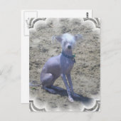 Chinesisch-Crested-Hund-Postkarte Postkarte (Vorne/Hinten)