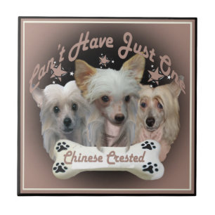 Chinesisch Crested kann nicht nur eine Fliese habe