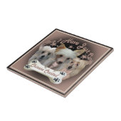 Chinesisch Crested kann nicht nur eine Fliese habe (Seite)