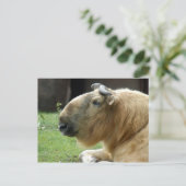 Chinesisch-Takin-4 Postkarte (Stehend Vorderseite)