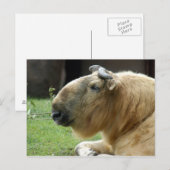 Chinesisch-Takin-4 Postkarte (Vorne/Hinten)