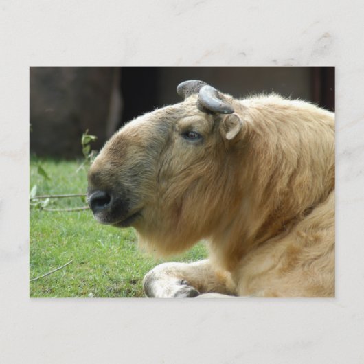 Chinesisch-Takin-4 Postkarte (Vorderseite)