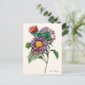 Chinesische Aster-Blume Postkarte (Stehend Vorderseite)