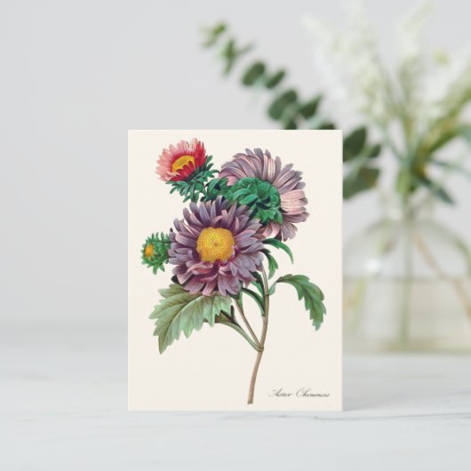 Chinesische Aster-Blume Postkarte (Stehend Vorderseite)