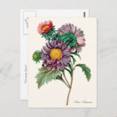 Chinesische Aster-Blume Postkarte (Vorne/Hinten)