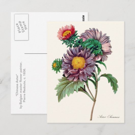 Chinesische Aster-Blume Postkarte (Vorne/Hinten)