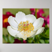 Chinesische Blume Poster (Vorne)