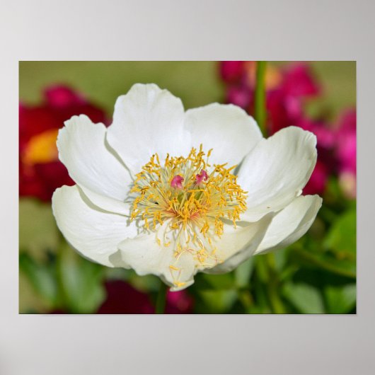 Chinesische Blume Poster (Vorne)