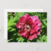 Chinesische Blume Postkarte (Vorne/Hinten)