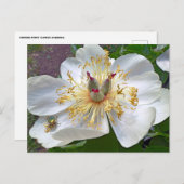 Chinesische Blume Postkarte (Vorne/Hinten)