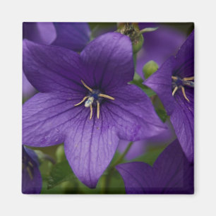 Chinesische Glockenblume Magnet
