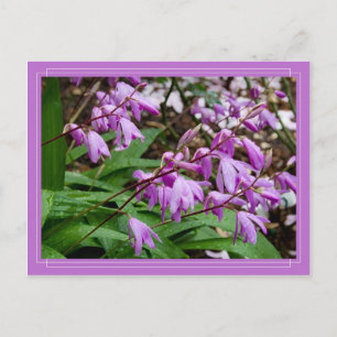 Chinesische Ground Orchid Postkarte