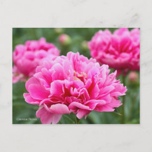 Chinesische Peelingkarte] ポ ト ス. ド Postkarte