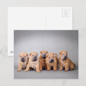 Chinesische Shar-Pei-Welpen Postkarte (Vorne/Hinten)