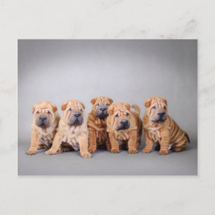 Chinesische Shar-Pei-Welpen Postkarte