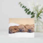 Chinesische Shar-Pei-Welpen Postkarte (Stehend Vorderseite)