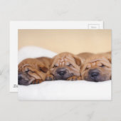 Chinesische Shar-Pei-Welpen Postkarte (Vorne/Hinten)