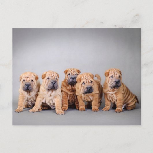 Chinesische Shar-Pei-Welpen Postkarte (Vorderseite)