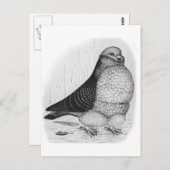 Chinesische Taubenfarbe Zeichnend Postkarte (Vorne/Hinten)