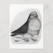 Chinesische Taubenfarbe Zeichnend Postkarte (Vorderseite)