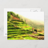 Chinesischer Bauer Postkarte (Vorne/Hinten)