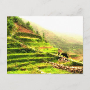 Chinesischer Bauer Postkarte