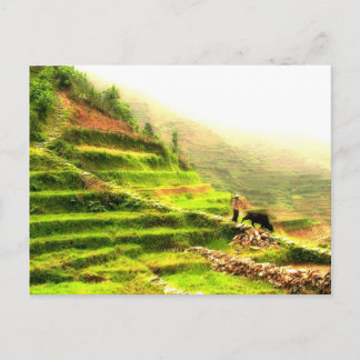 Chinesischer Bauer Postkarte