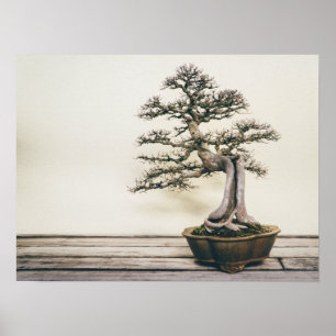 Chinesischer Elm Bonsai Tree im Winter Poster