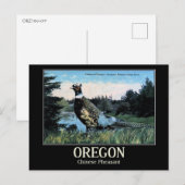 Chinesischer Fasant, Oregons Game Bird Postkarte (Vorne/Hinten)