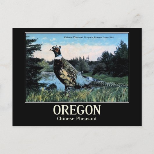 Chinesischer Fasant, Oregons Game Bird Postkarte (Vorderseite)