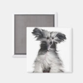 Chinesischer Hund (15 Monate alt) im Wind Magnet (Vorderseite/Rückseite)