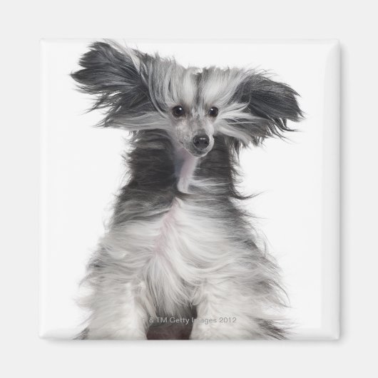 Chinesischer Hund (15 Monate alt) im Wind Magnet (Vorne)