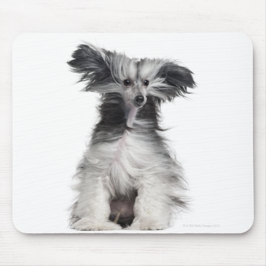 Chinesischer Hund (15 Monate alt) im Wind Mousepad (Vorne)