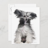 Chinesischer Hund (15 Monate alt) im Wind Postkarte (Vorne/Hinten)