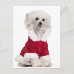 Chinesischer Hund (1 Jahr alt) mit einem Postkarte